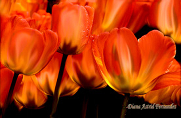 Orange-Tulips bunch